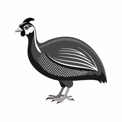 Guinea fowl bird vector. Guinea fowl drawing Stock Vector Images