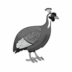 Guinea fowl bird vector. Guinea fowl drawing Stock Vector Images