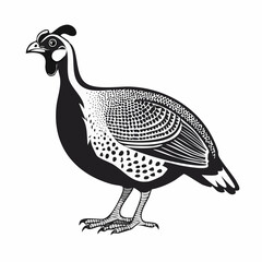 Guinea fowl bird vector. Guinea fowl drawing Stock Vector Images