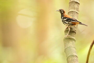 The red-backed thrush or rusty-backed thrush (Geokichla erythronota) is a species of bird in the...