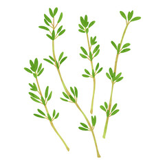 タイムの葉　水彩風手描きイラスト