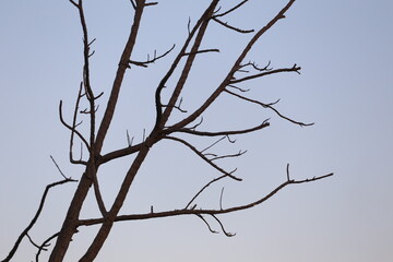 Empty branches against the background of the evening sky.
