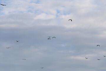 Evening sky with birds returning to their nests.