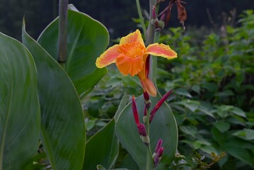 Canna flowers. Cannaceae bulbous tropical plants.
These flowers bloom brightly among the large...