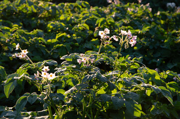 Delicate potato flowers emerge from lush green foliage in a vibrant agricultural field under warm...