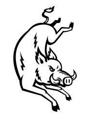 Retro woodcut style illustration of a razorback, wild boar, wild pig, hog, swine or Sus scrofa jumping viewed from front on isolated background done in black and white.