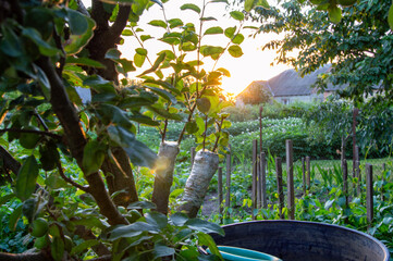 Bright sunlight filters through leaves in a vibrant garden during sunset, highlighting the lush...