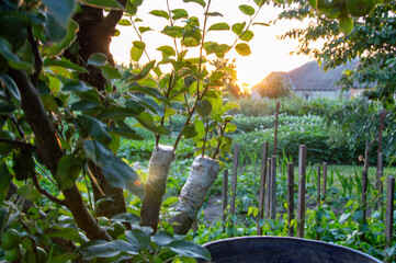 Green plants thrive in a peaceful garden as the sun sets, casting a warm glow over the landscape and illuminating nearby trees