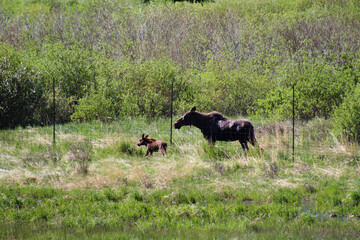 Moose mom and baby 