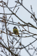Blue Tit (Cyanistes caeruleus), common across Europe, spotted in Phoenix Park, Dublin.