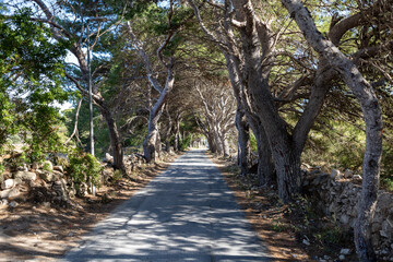 Wiejska droga, Wyspa Favignana, Sycylia