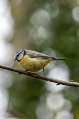 Blue Tit (Cyanistes caeruleus), common across Europe, spotted in Phoenix Park, Dublin.