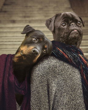 Portrait Dogs Stairs