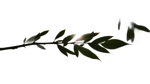 Realistic black shadow overlay effect of blurred natural leaf on transparent background Tree branch