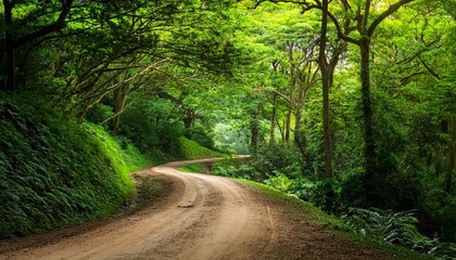 Fototapeta premium scenic view of a winding dirt road disappearing into a dense vibrant green forest evoking a sense of tranquility and adventure