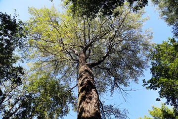 A deciduous tree with a lush crown, taken from below on a clear sunny day. Nature landscape rivers...