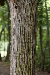 Fototapeta premium Tree trunk in a forest