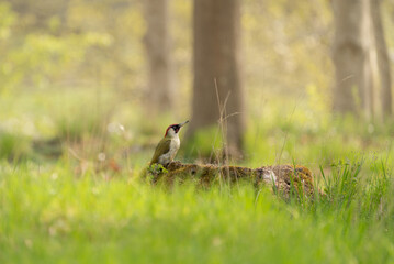 European green woodpecker (Picus viridis) perched on a tree trunk amidst green grass in Stockholm