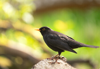 Common blackbird (Turdus merula) seen in a Swedish forest on a sunny spring day, with sunlit branches and trees in the background