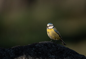Eurasian blue tit (Cyanistes caeruleus) portrait, seen perched on a rock in a Swedish forest with a...