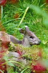 Reh im Gras liegend