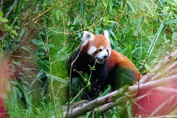 Kleiner Panda jagt im Busch