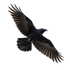 Fototapeta premium black vulture isolated on white background