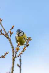 Blue Tit (Cyanistes caeruleus), common across Europe, spotted in Phoenix Park, Dublin.
