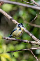 Fototapeta premium Blue Tit (Cyanistes caeruleus), common across Europe, spotted in Phoenix Park, Dublin.