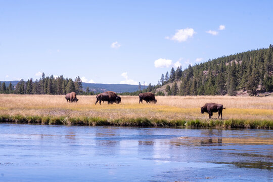 River with Bison Yellowstone National Park USA