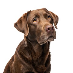 chocolate labrador retriever