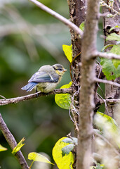 Blue Tit (Cyanistes caeruleus), common across Europe, spotted in Phoenix Park, Dublin.