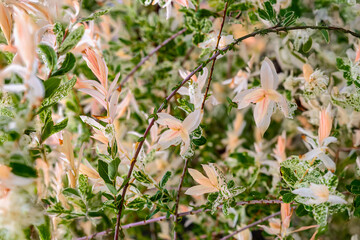 Hakuro Nishiki Dappled Willow close-up. Ornamental shrub with pastel leaves and variegated foliage. Concept of foliage as natural pattern, ornamental botanical background, garden spring foliage
