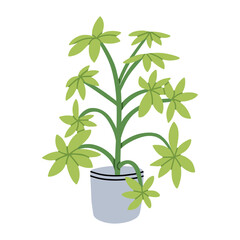 Vector illustration with green houseplant in a ceramic pot. For design projects, prints and post cards design, gardening blogs and editorial layouts.