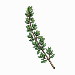 Fototapeta premium A Sprig of Thyme