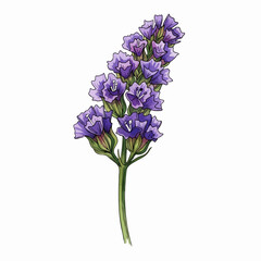 Obraz premium A Purple Statice Flower