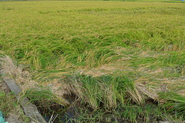 倒れた稲穂 収穫前の田園