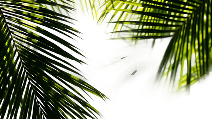 Realistic shadow overlay effect Natural palm leaf shadows isolated on transparent background Tropica
