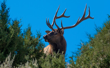 Male Elk Yellowstone National Park USA