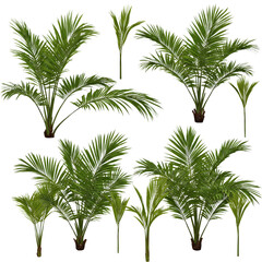 palm tree isolated on white