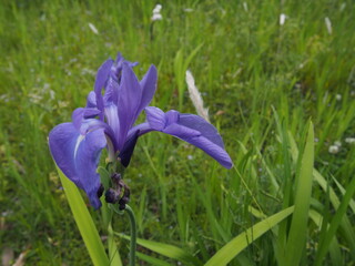 紫のアヤメの花