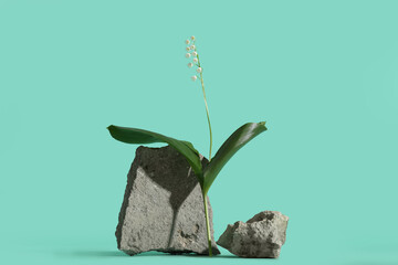 Rocks and beautiful lily-of-the-valley flowers on turquoise background