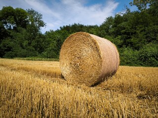 A bale of hay or straw in a field