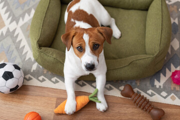 Top view of adorable Jack Russell Terrier dog lying in a green dog bed with lots of toys around