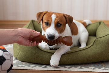 Jack Russell Terrier dog holding a rubber bone in its mouth and playing with its owner at home