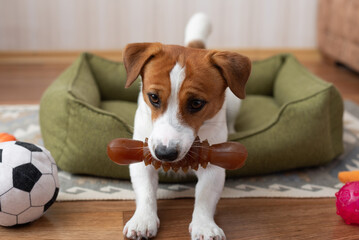 Funny Jack Russell Terrier dog holding a toy in its mouth
