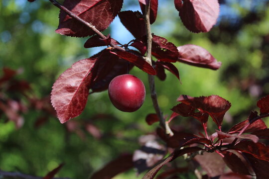 frucht der kirschpflaume im sommer