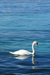 Graceful White Swan Swimming in Clear Blue Water