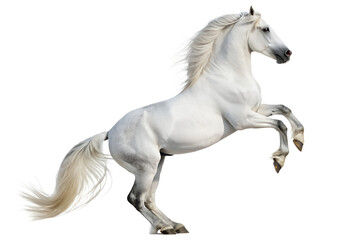 Naklejka premium Majestic White Stallion Rearing Up A Stunning Equestrian Photo