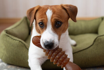 Close up Jack Russell Terrier dog holding a toy in its mouth